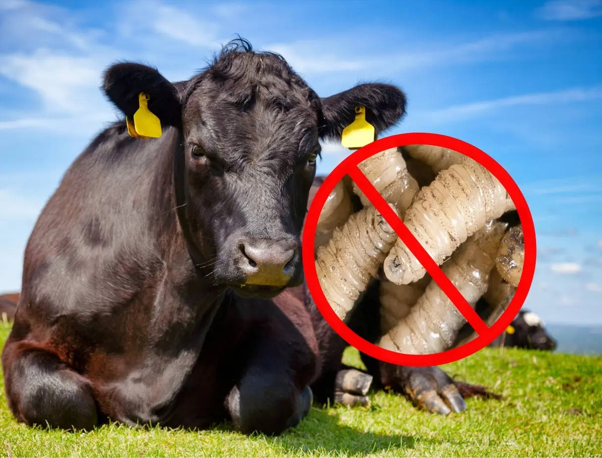 Se distribuyó polvo curativo entre productores para tratar heridas de manera inmediata. Foto: Canva.