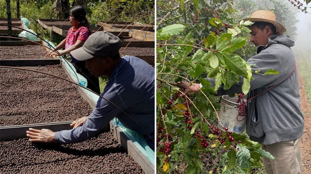 Café de especialidad, oportunidad de un consumo ético del café en México