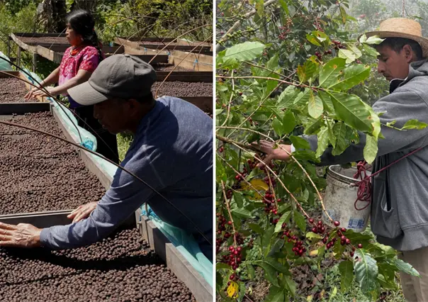 Café de especialidad, oportunidad de un consumo ético del café en México