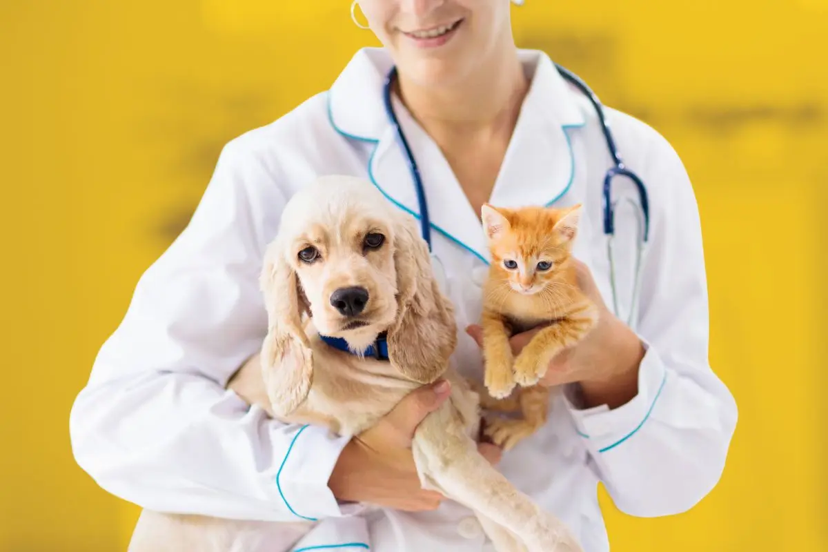 Imagen alusiva a una veterinaria con un perro y una mano en sus manos Foto: Canva