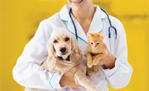 Santiago anuncia brigada gratuita de esterilización y vacunación para mascotas