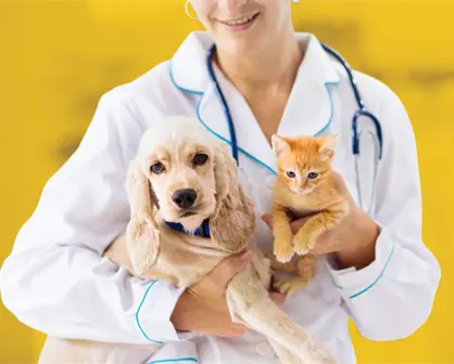 Santiago anuncia brigada gratuita de esterilización y vacunación para mascotas