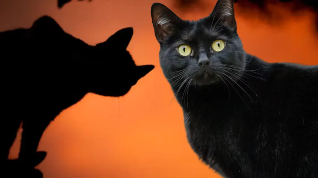 Halloween Tamaulipas: Por esta razon animalistas piden cuidar a gatitos blancos y negros