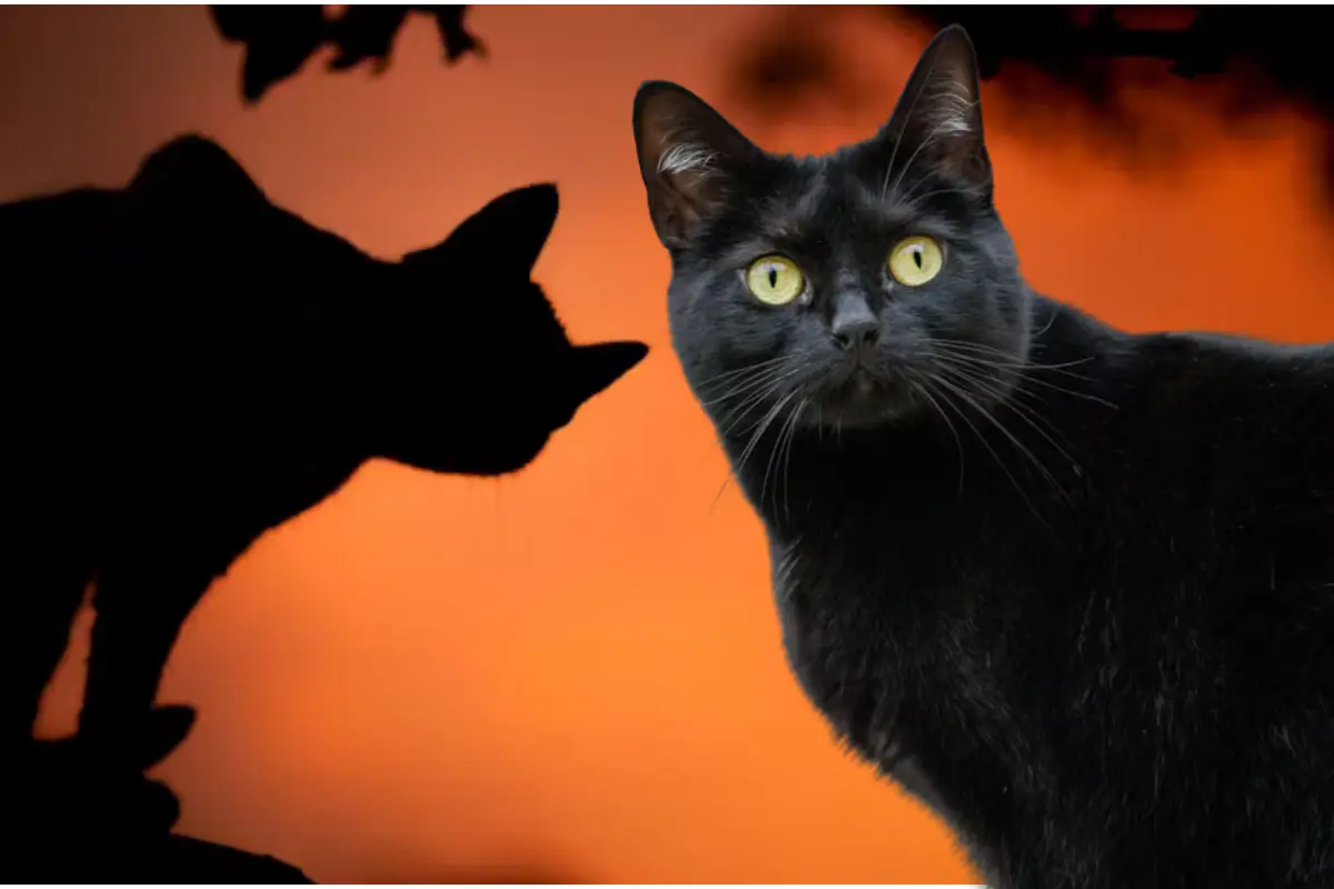 Descubre cómo proteger a tus gatos negros y blancos en Halloween. Evita rituales y maltrato animal en octubre.