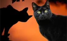 Halloween Tamaulipas: Por esta razon animalistas piden cuidar a gatitos blancos y negros