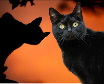 Halloween Tamaulipas: Por esta razon animalistas piden cuidar a gatitos blancos y negros