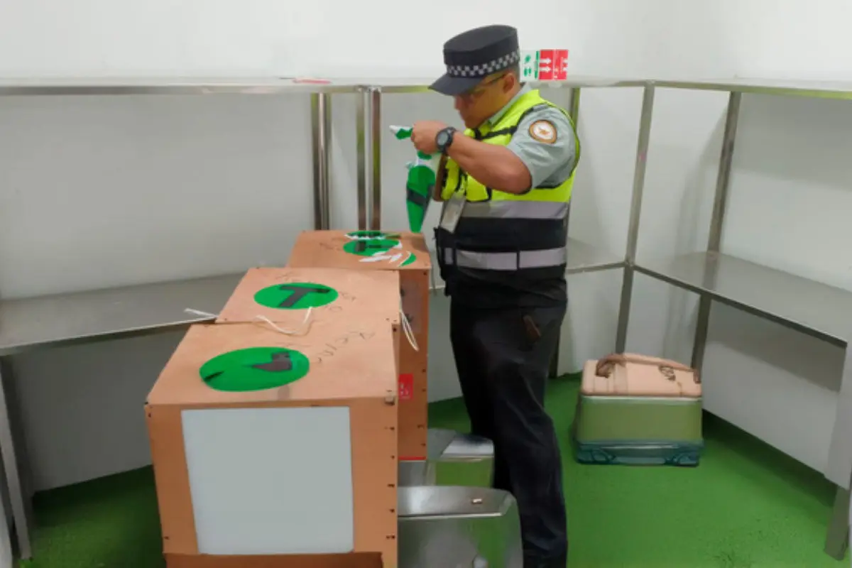 Las aves, consideradas especies protegidas por la legislación mexicana, se encontraban ocultas en cajas de madera con orificios a los costados. Foto: Guardia Nacional