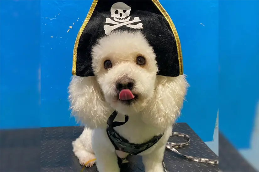 Todo tipo de disfraces para tu mascotas las encuentras en Mascotitas Pet´s Store | Foto: Perla Herrera