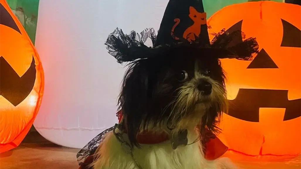 5 tiendas de mascotas en Tamaulipas donde puedes conseguir disfraces para Halloween