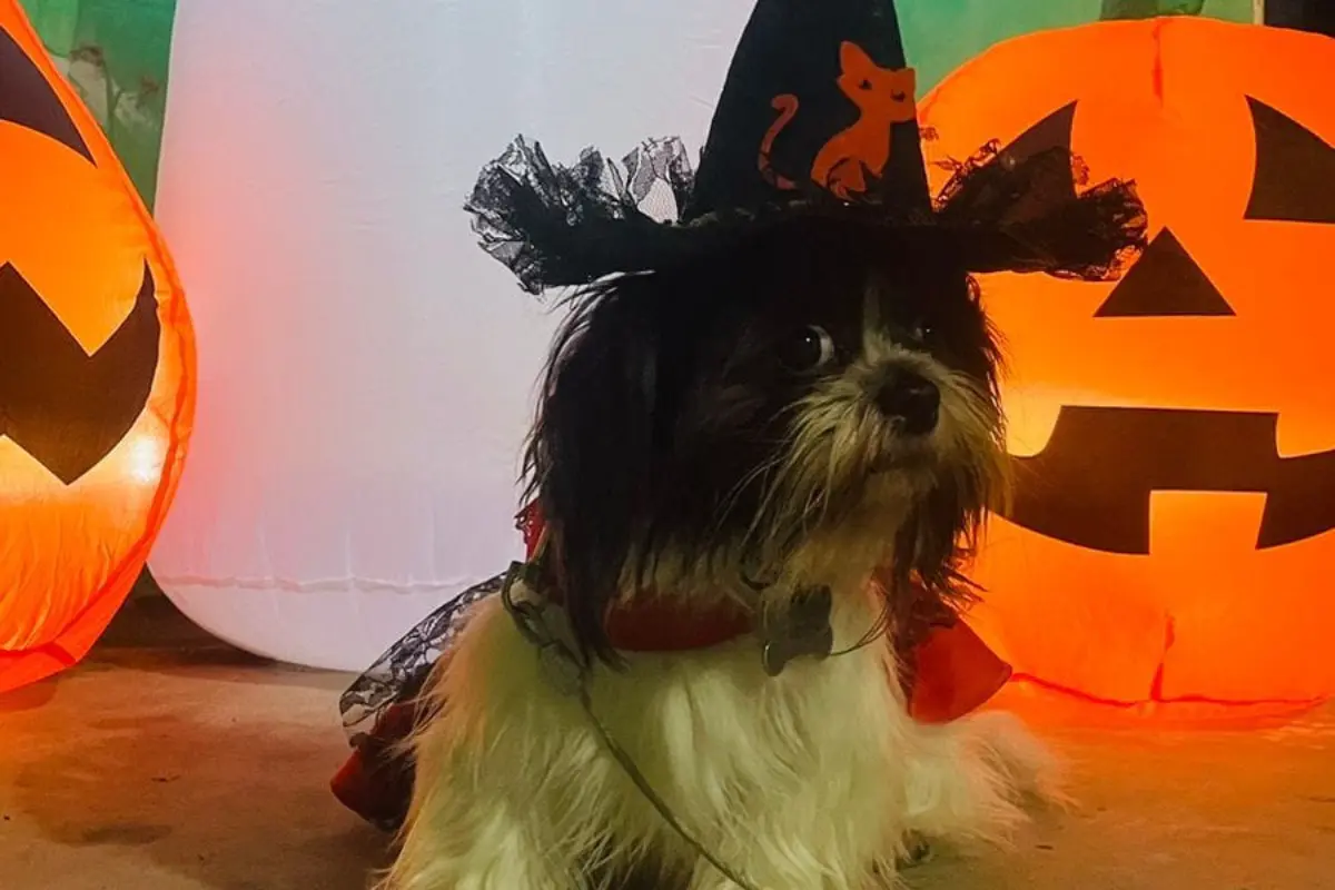 Disfraces de Halloween para los consentidos de la casa | Foto: Huellitas Tampico