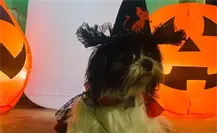 5 tiendas de mascotas en Tamaulipas donde puedes conseguir disfraces para Halloween