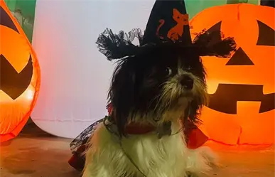 5 tiendas de mascotas en Tamaulipas donde puedes conseguir disfraces para Halloween