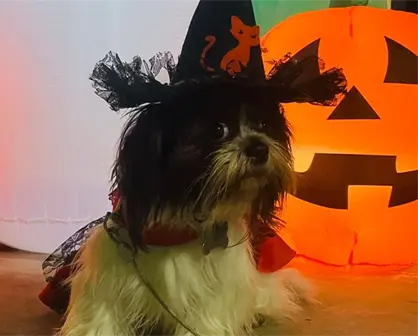 5 tiendas de mascotas en Tamaulipas donde puedes conseguir disfraces para Halloween