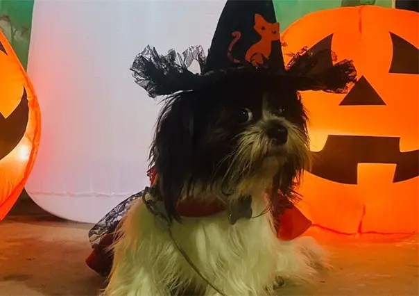 5 tiendas de mascotas en Tamaulipas donde puedes conseguir disfraces para Halloween