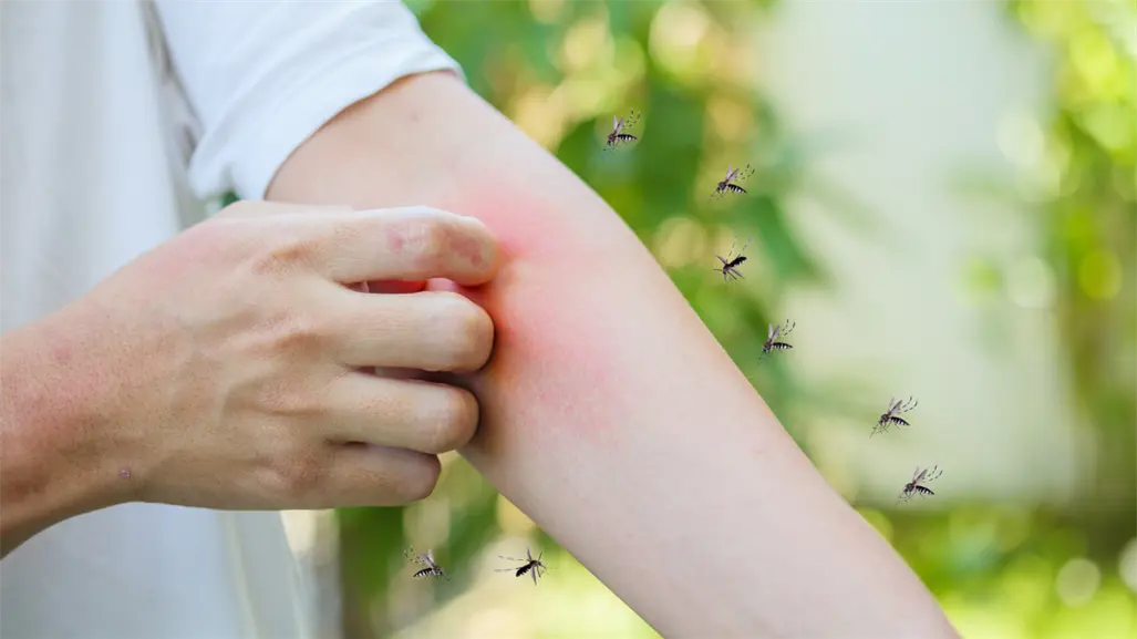 Mosquitos en Yucatán: este es el mejor repelente, según Profeco