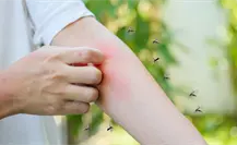 Mosquitos en Yucatán: este es el mejor repelente, según Profeco