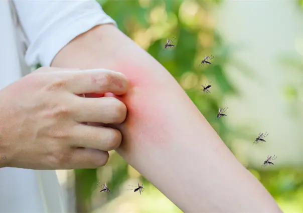Mosquitos en Yucatán: este es el mejor repelente, según Profeco