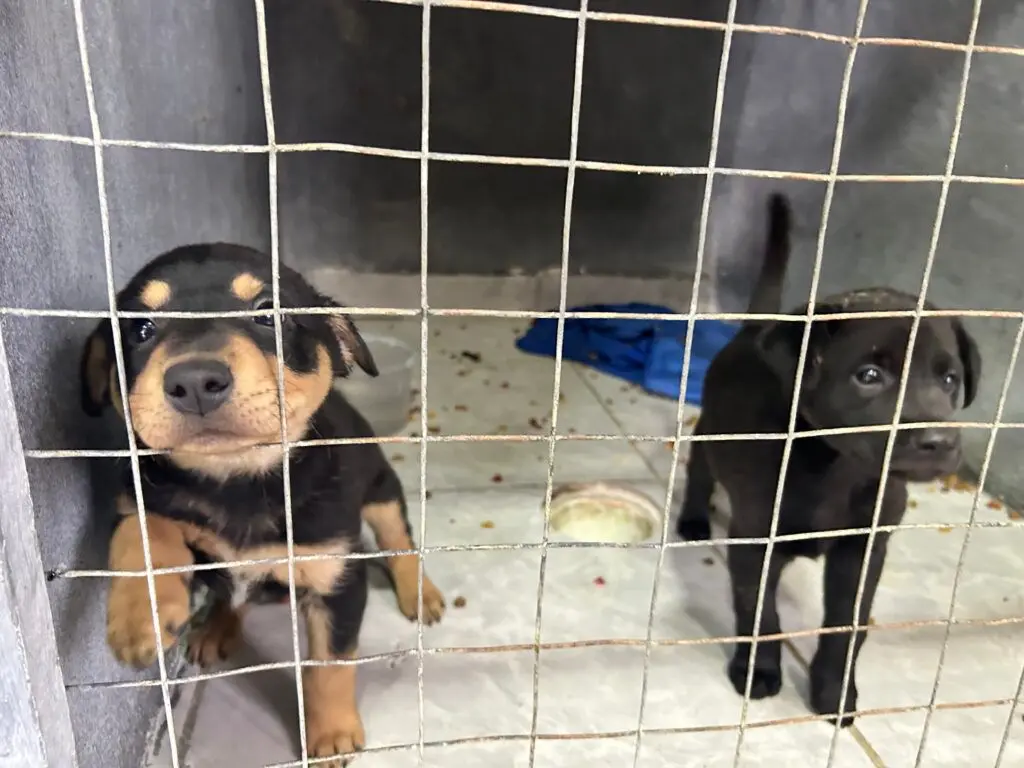 Se alista la creación de un nuevo albergue de mascotas en Ramos Arizpe. (Fotografía: Gobierno de Ramos Arizpe)