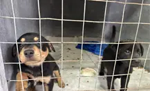 ¿Habrá un nuevo albergue para animales en Ramos Arizpe? Esto dijo el alcalde 
