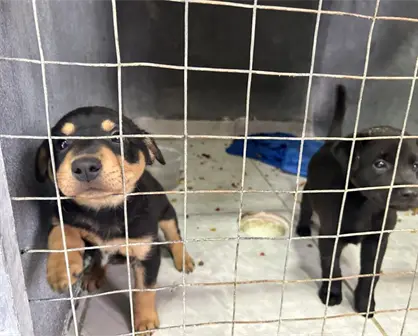 ¿Habrá un nuevo albergue para animales en Ramos Arizpe? Esto dijo el alcalde 