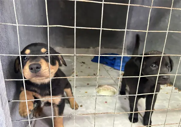 ¿Habrá un nuevo albergue para animales en Ramos Arizpe? Esto dijo el alcalde 