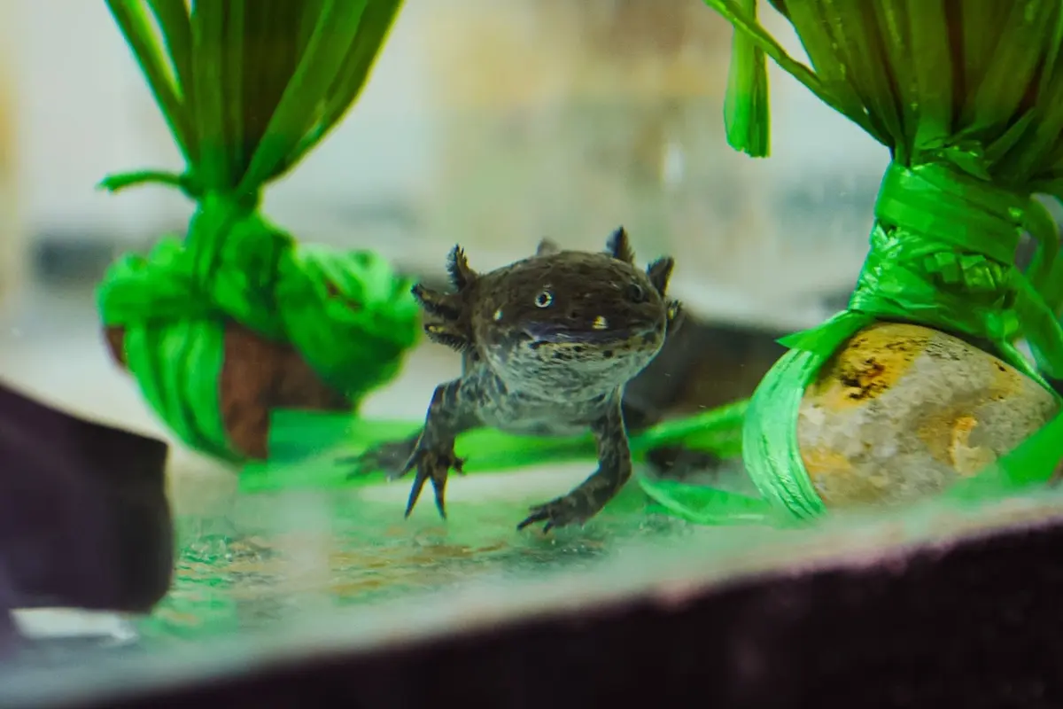 El ajolote endémico Ambystoma velasci, puede transformarse en su fase adulta bajo condiciones de estrés.Foto: Universidad Autónoma de Nuevo León (UANL)