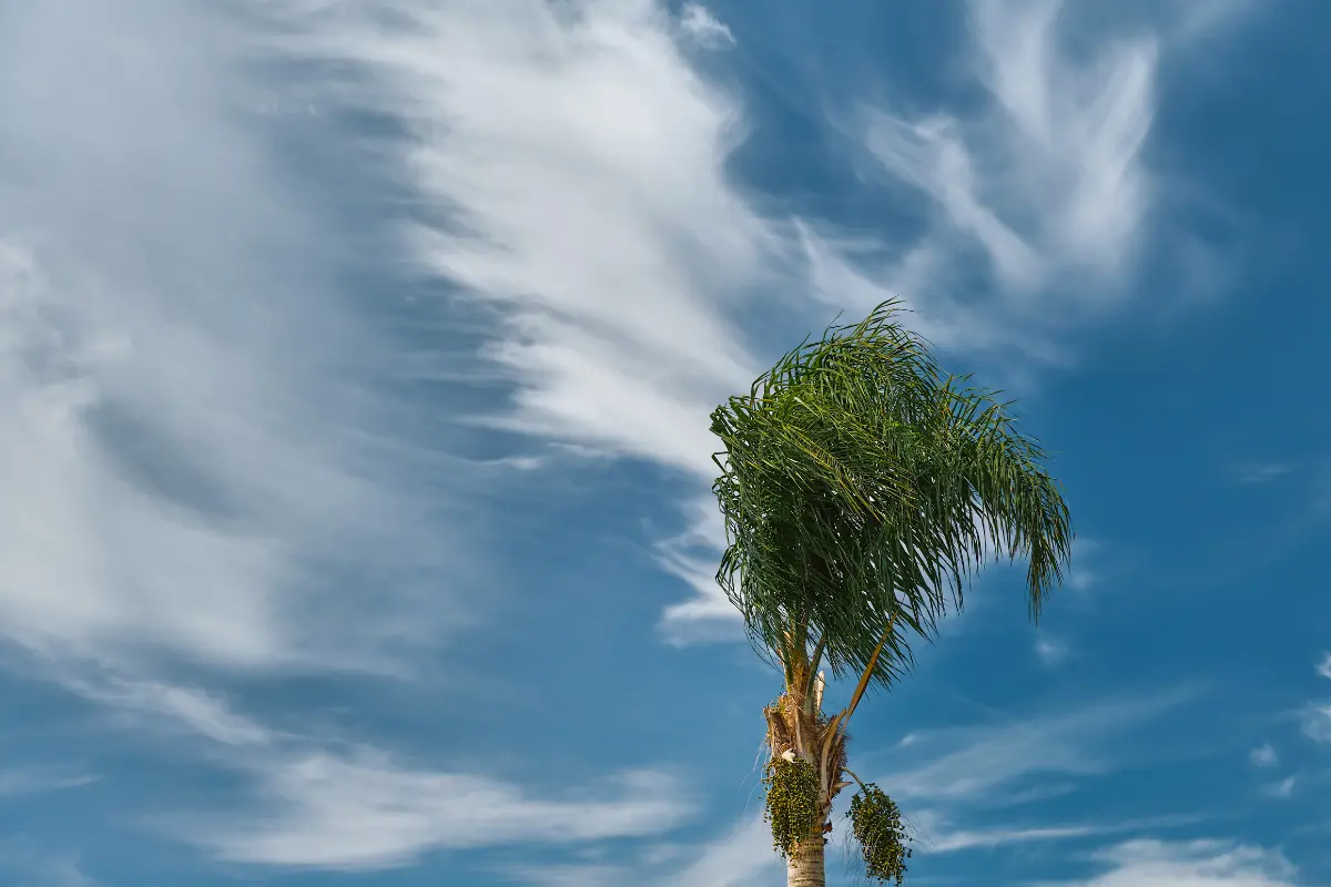 Se pronostican rachas de viento en diversas regiones de Tamaulipas. Foto: Freepik