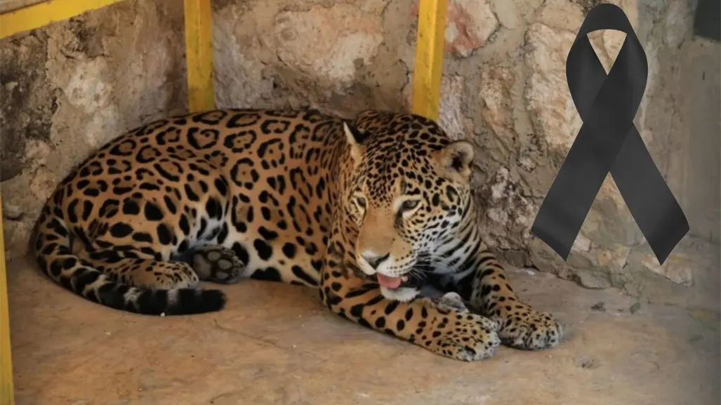 Muere jaguar en el zoológico de Tizimín en misteriosas condiciones