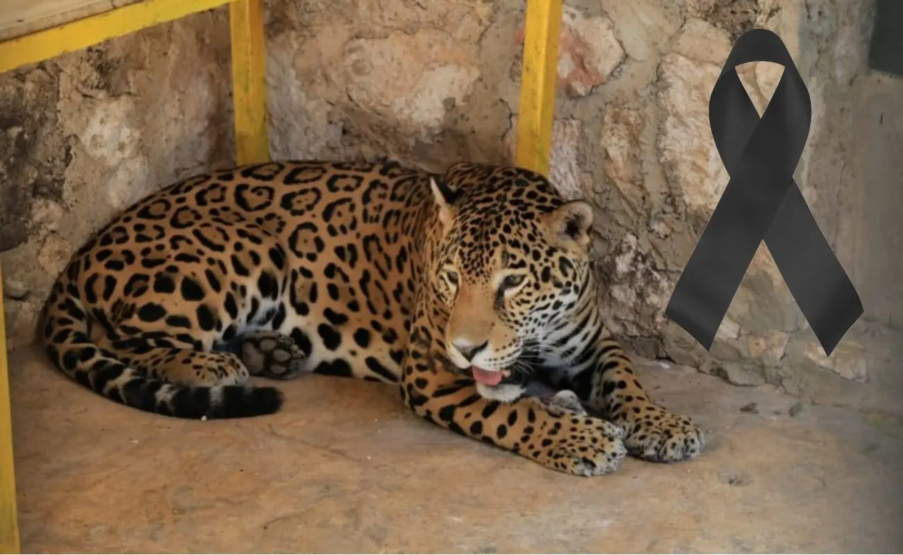 ¿De dónde provenía el jaguar y cuál era su propósito en Tizimín? Foto: Canva