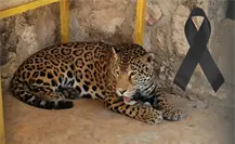 Muere jaguar en el zoológico de Tizimín en misteriosas condiciones
