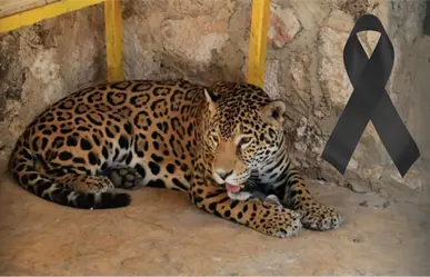 Muere jaguar en el zoológico de Tizimín en misteriosas condiciones