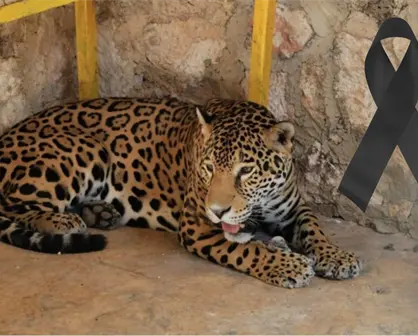 Muere jaguar en el zoológico de Tizimín en misteriosas condiciones