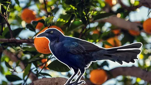 VIDEO| Naturaleza en Yucatán: captan a un pájaro kaaw  bebiendo jugo directamente de una fruta