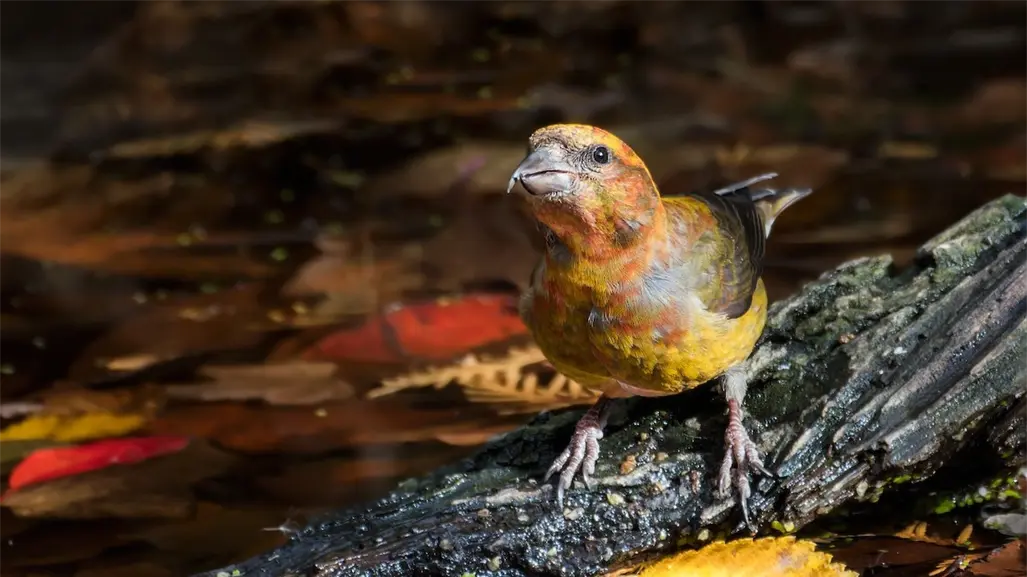 Este es el día que los observadores de aves en Tamaulipas y el mundo estaban esperando