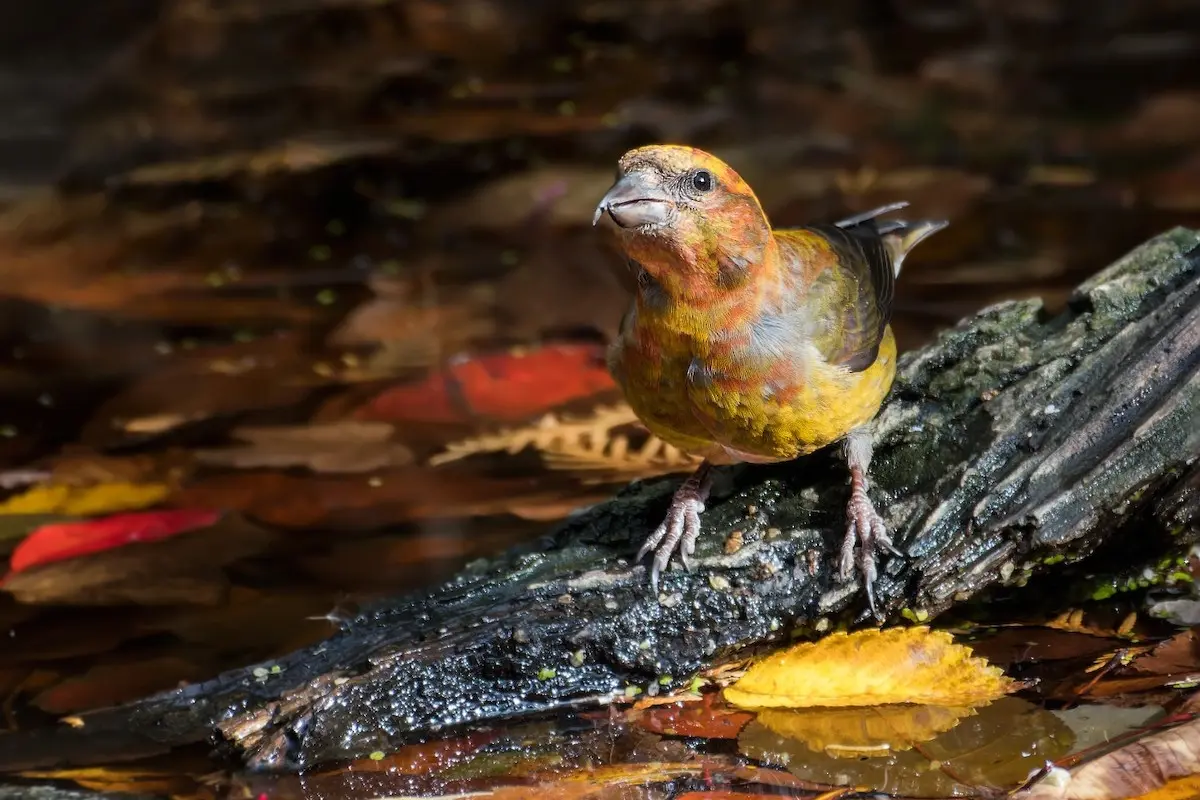 Participa en October Big Day | Foto: eBird App