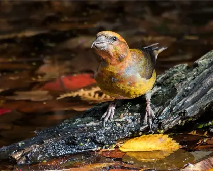 Este es el día que los observadores de aves en Tamaulipas y el mundo estaban esperando