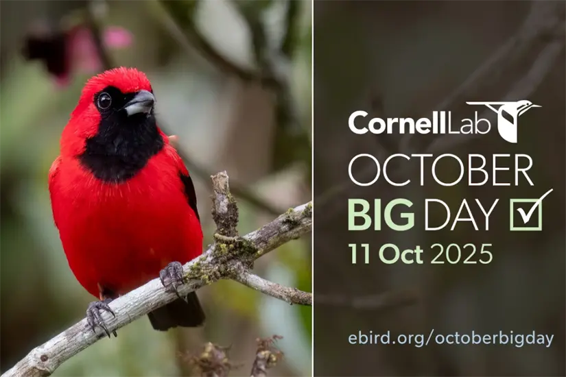 October Big Day | Foto: eBird App