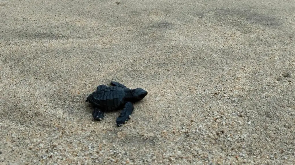 Lo que debes saber sobre la liberación de tortugas en Baja California Sur