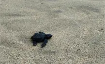 Lo que debes saber sobre la liberación de tortugas en Baja California Sur