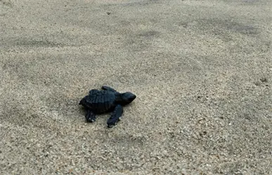 Lo que debes saber sobre la liberación de tortugas en Baja California Sur