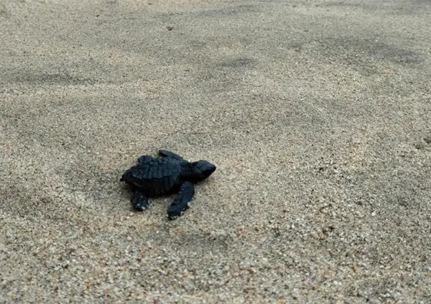 Lo que debes saber sobre la liberación de tortugas en Baja California Sur