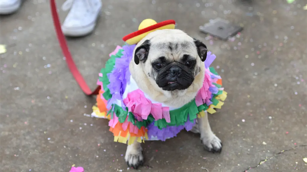 PugManiaco 2025 edición Halloween llega a CDMX con perros disfrazados y así puedes participar