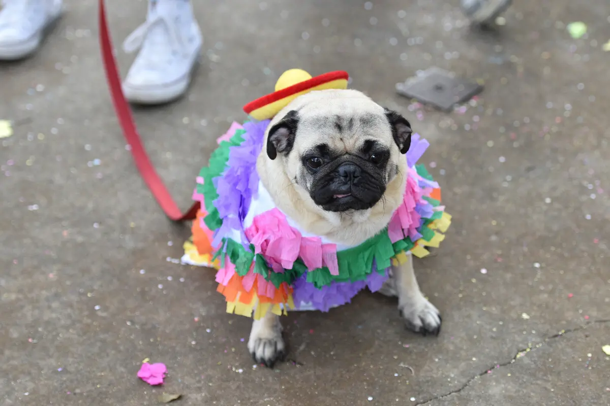 Pug disfrazado. Foto: Canva
