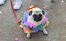 PugManiaco 2025 edición Halloween llega a CDMX con perros disfrazados y así puedes participar