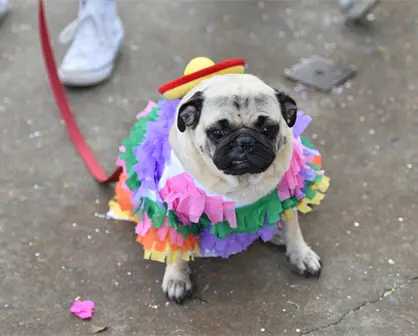 PugManiaco 2025 edición Halloween llega a CDMX con perros disfrazados y así puedes participar