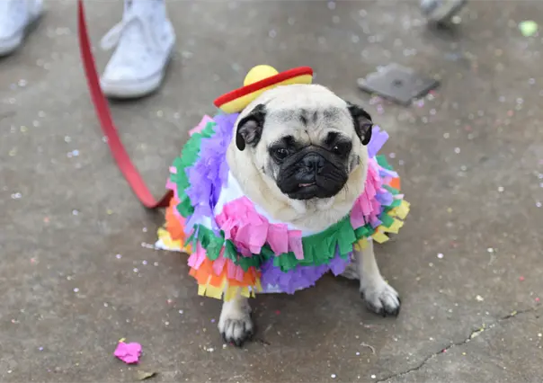 PugManiaco 2025 edición Halloween llega a CDMX con perros disfrazados y así puedes participar
