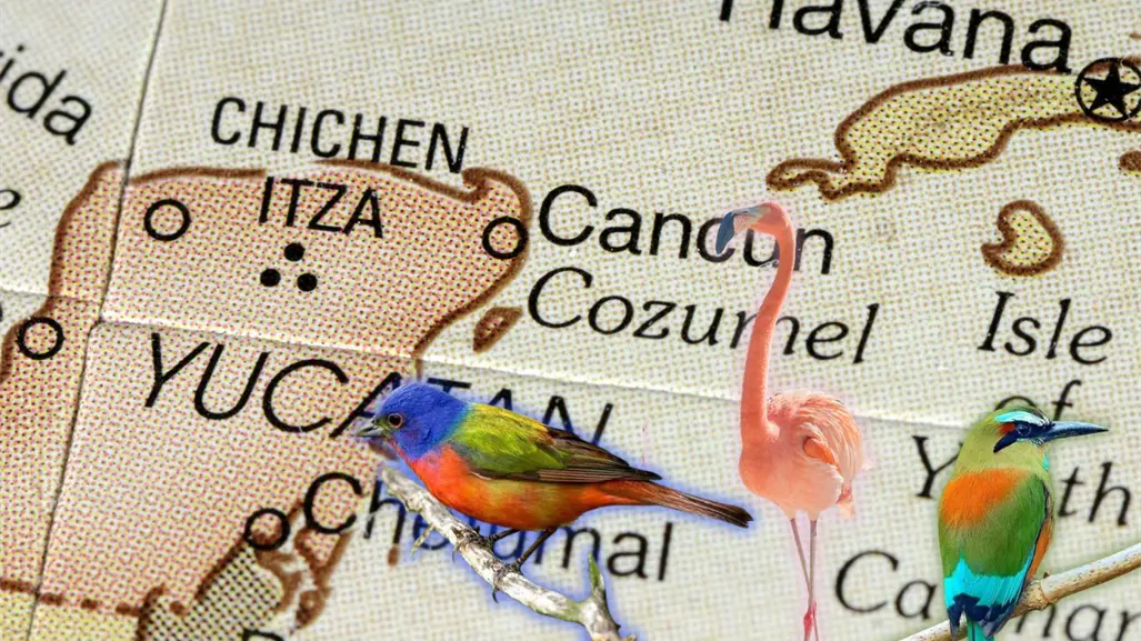 ¿Cuáles son las aves migratorias que se pueden observar en Yucatán?