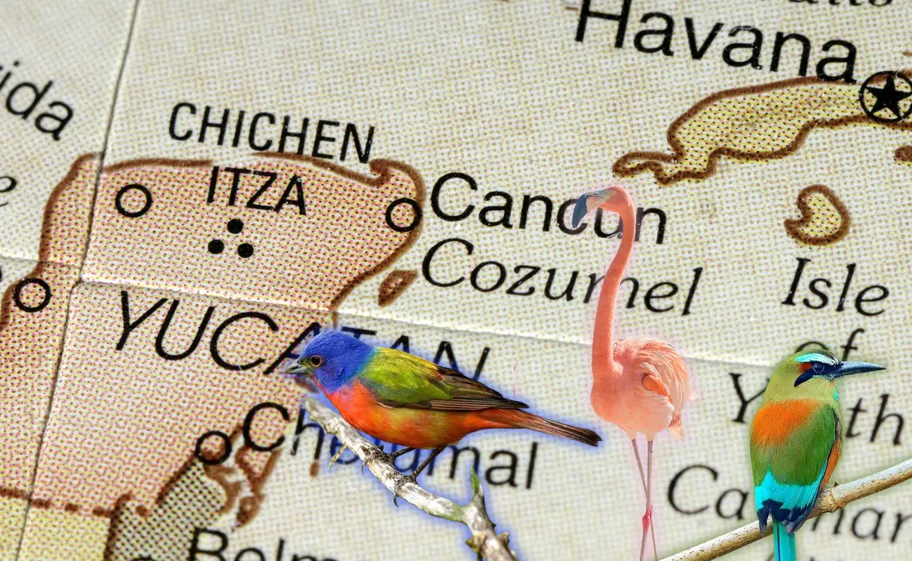 ¿Qué especies de aves migratorias llegan a Yucatán? Foto: Canva