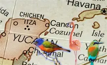 ¿Cuáles son las aves migratorias que se pueden observar en Yucatán? ¿Cuáles son las aves migratorias que se pueden observar en Yucatán?