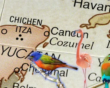¿Cuáles son las aves migratorias que se pueden observar en Yucatán?